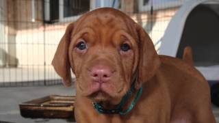 Vizsla Pup  First 8 Weeks [upl. by Livvyy]