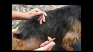 Australian Terrier Grooming the Basics [upl. by Atnauq]