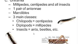 Phylum Arthropoda [upl. by Seravat]