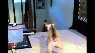 French bulldog vs cat [upl. by Nylyoj78]