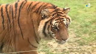 Côted’Or  le parc animalier de l’Auxois fête ses 30 ans [upl. by Medorra]