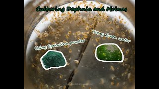 How To Culture Daphnia and Moinas using Green Water Spirulina powder [upl. by Dode]