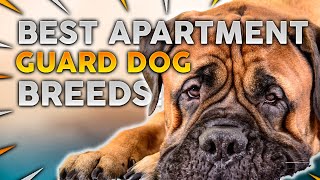 Top 10 Guard Dog Breeds For Apartments [upl. by Greggs637]