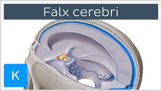 Falx cerebri Falx Cerebri  Human Anatomy  Kenhub [upl. by Edijabab]