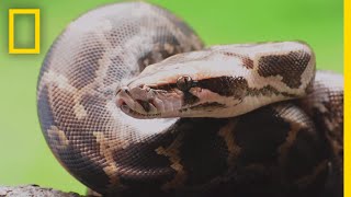 Pythons 101  National Geographic [upl. by Converse]