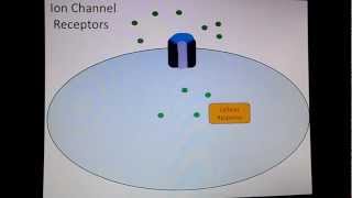 Ion Channel Receptors [upl. by Torhert]