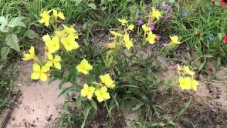 Missouri Evening Primrose Oenothera macrocarpa foraging wild edible plants [upl. by Aay]