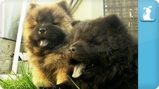 Chow Chow Puppies  PuppyLove [upl. by Nilerual]