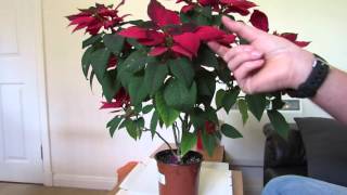 Poinsettia Care After Flowering [upl. by Dayiz]