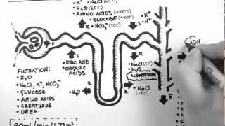 Nephron Function [upl. by Aysan76]