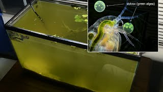 Raising Daphnia for the Freshwater Aquarium [upl. by Barbuto996]