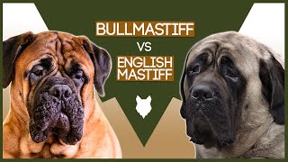 BULLMASTIFF VS ENGLISH MASTIFF [upl. by Hpsoj24]