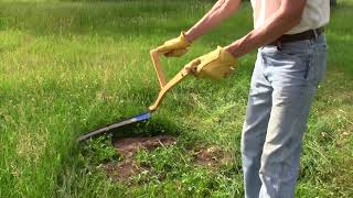 Mowing an Overgrown Lawn with a Scythe [upl. by Connell]