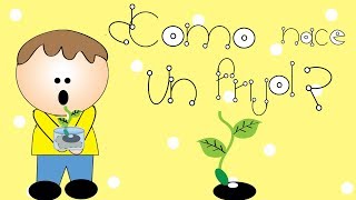 Actividad ¿Cómo nace un frijol [upl. by Dowell]