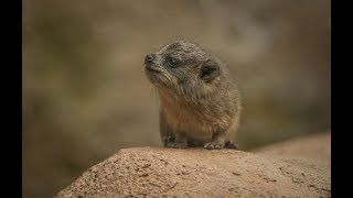 Tiny rock hyrax triplets born at Chester Zoo [upl. by Siravaj]