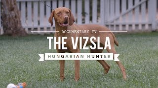 ALL ABOUT VIZSLA HUNGARIAN SPORTING DOG [upl. by Scherle]