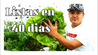 Cultivo de LECHUGA en HIDROPONIA LISTAS EN 40 DIAS [upl. by Hirza174]