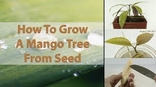 How To Grow A Mango Tree From Seed  EASY  With Results  HD Macro [upl. by Radborne223]