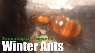 Winter Ants Prenolepis imparis False Honeypot Ants [upl. by Beth765]