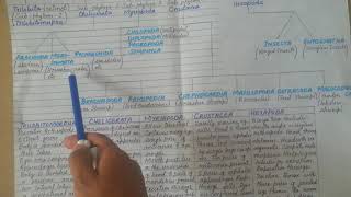 Classification Of Phylum Arthropoda In Detail  Subphylums Of Arthropoda [upl. by Eimam]