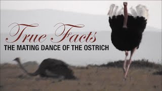 True Facts Mating Dance of the Ostrich [upl. by Ramahs855]