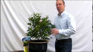 Fertilizing your Citrus Tree [upl. by Morlee]