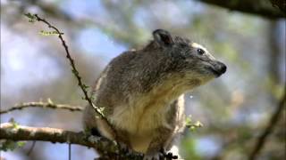 Mammals of the World Southern Tree Hyrax [upl. by Billie]