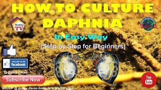 HOW TO CULTURE DAPHNIA In Easy Way [upl. by Anizor]