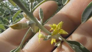 Elaeagnus angustifolia russian olive silver berry oleaster Persian olive or wild olive [upl. by Hale]