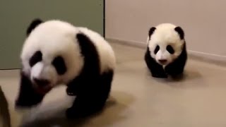 Panda Cubs Learn How To Walk at Toronto Zoo [upl. by Haizek]