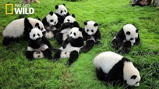 Life of Rare Panda – National Geographic And Wildlife Animal Documentary [upl. by Madelina]