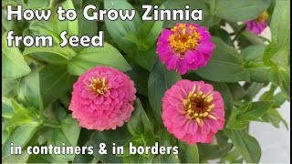 How to Grow Zinnia from Seed to Flower  in Borders and in Containers [upl. by Ymrej]