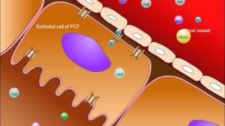 USMLE® Step 1 High Yield Nephrology Renal Tubular Acidosis [upl. by Crespo]