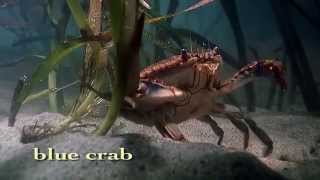 Shape of Life Marine Arthropods  A Successful Design [upl. by Ogirdor]