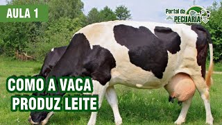 Como a vaca produz leite Aula 1 [upl. by Germaun]