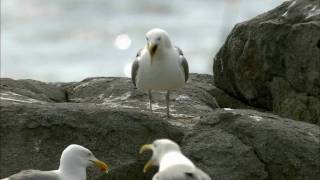 How Nature Works Gull Territoriality [upl. by Ahseneuq]