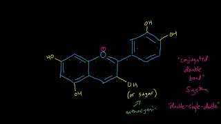 Blueberries  Anthocyanin [upl. by Jezrdna646]