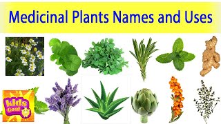 Medicinal Plants And Their Uses Ayurveda Plants Names Medicinal Plants [upl. by Ritch]