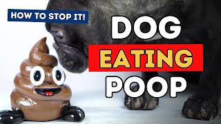 Dogs Who Eat Poop How To Stop It [upl. by Denis]