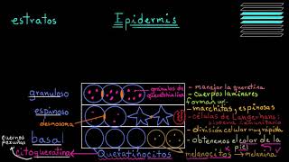 ¿Qué es la piel Epidermis  Fisiología del sistema tegumentario  Khan Academy en Español [upl. by Ahsac81]