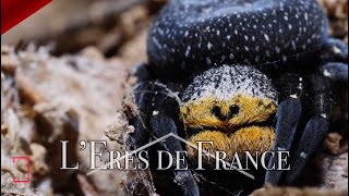 Cette araignée se fait DÉVORER par ses petits   AMDE [upl. by Middleton120]