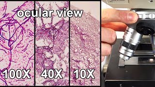 How to Focus a Microscope amp How the Field of View Changes [upl. by Remsen]